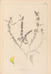Herbier de la flore française Pl0499 - Louis Antoine Cusin — Ansicht des Kunstwerks