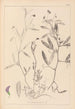 Herbier de la flore française Pl0501 - Louis Antoine Cusin — Ansicht des Kunstwerks