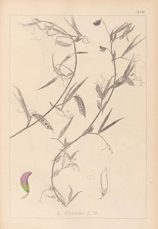 Louis Antoine Cusin - Herbier de la flore franaise Pl0502.webp