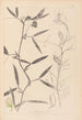 Herbier de la flore française Pl0503 - Louis Antoine Cusin — Ansicht des Kunstwerks