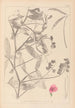 Herbier de la flore française Pl0506 - Louis Antoine Cusin — Ansicht des Kunstwerks