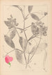 Herbier de la flore française Pl0507 - Louis Antoine Cusin — Ansicht des Kunstwerks