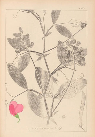 Louis Antoine Cusin - Herbier de la flore franaise Pl0507.webp