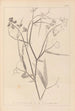 Herbier de la flore française Pl0508 - Louis Antoine Cusin — Ansicht des Kunstwerks