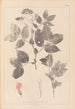 Herbier de la flore française Pl0512 - Louis Antoine Cusin — Ansicht des Kunstwerks