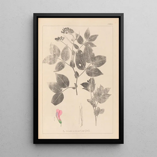 Louis Antoine Cusin - Herbier de la flore franaise Pl0512.webp