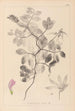 Herbier de la flore française Pl0514 - Louis Antoine Cusin — Ansicht des Kunstwerks