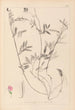 Herbier de la flore française Pl0517 - Louis Antoine Cusin — Ansicht des Kunstwerks