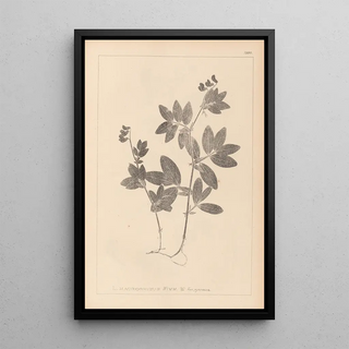 Louis Antoine Cusin - Herbier de la flore franaise Pl0518.webp
