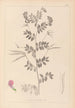 Herbier de la flore française Pl0519 - Louis Antoine Cusin — Ansicht des Kunstwerks