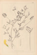 Herbier de la flore française Pl0520 - Louis Antoine Cusin — Ansicht des Kunstwerks