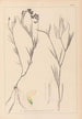 Herbier de la flore française Pl0521 - Louis Antoine Cusin — Ansicht des Kunstwerks