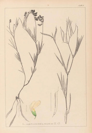 Louis Antoine Cusin - Herbier de la flore franaise Pl0521.webp