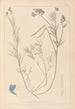 Herbier de la flore française Pl0522 - Louis Antoine Cusin — Ansicht des Kunstwerks
