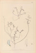 Herbier de la flore française Pl0527 - Louis Antoine Cusin — Ansicht des Kunstwerks