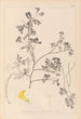 Herbier de la flore française Pl0530 - Louis Antoine Cusin — Ansicht des Kunstwerks