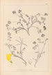 Herbier de la flore française Pl0534 - Louis Antoine Cusin — Ansicht des Kunstwerks