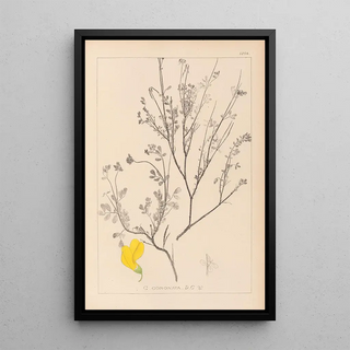 Louis Antoine Cusin - Herbier de la flore franaise Pl0536.webp