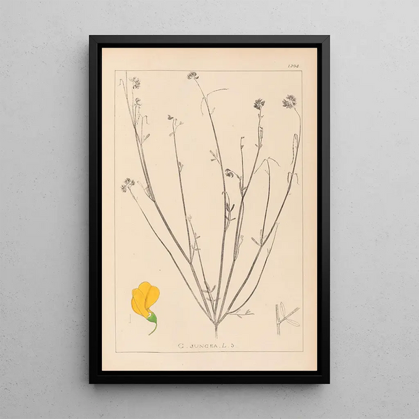 Louis Antoine Cusin - Herbier de la flore franaise Pl0537.webp