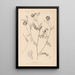 Herbier de la flore française Pl0538 - Louis Antoine Cusin — gerahmtes Bild an der Wand