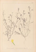 Herbier de la flore française Pl0540 - Louis Antoine Cusin — Ansicht des Kunstwerks