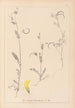 Herbier de la flore française Pl0543 - Louis Antoine Cusin — Ansicht des Kunstwerks