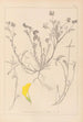 Herbier de la flore française Pl0544 - Louis Antoine Cusin — Ansicht des Kunstwerks