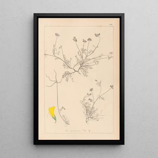 Louis Antoine Cusin - Herbier de la flore franaise Pl0545.webp