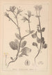 Herbier de la flore française Pl0708 - Louis Antoine Cusin — Ansicht des Kunstwerks