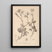 Herbier de la flore française Pl0708 - Louis Antoine Cusin — gerahmtes Bild an der Wand