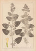 Herbier de la flore française Pl0800 - Louis Antoine Cusin — Ansicht des Kunstwerks