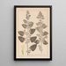Herbier de la flore française Pl0800 - Louis Antoine Cusin — gerahmtes Bild an der Wand