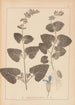Herbier de la flore française Pl0806 - Louis Antoine Cusin — Ansicht des Kunstwerks