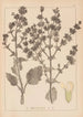 Herbier de la flore française Pl0808 - Louis Antoine Cusin — Ansicht des Kunstwerks