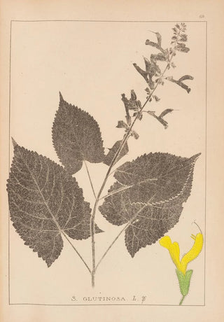 Louis Antoine Cusin - Herbier de la flore franaise Pl0809.webp