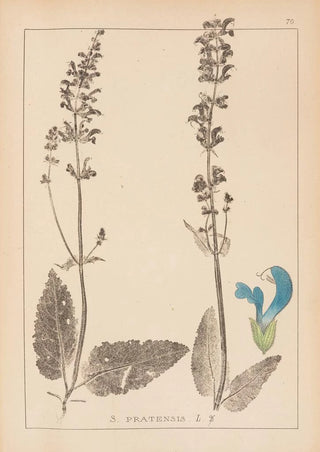 Louis Antoine Cusin - Herbier de la flore franaise Pl0810.webp