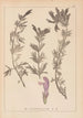 Herbier de la flore française Pl0821 - Louis Antoine Cusin — Ansicht des Kunstwerks
