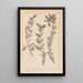 Herbier de la flore française Pl0821 - Louis Antoine Cusin — gerahmtes Bild an der Wand