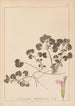 Herbier de la flore française Pl0822 - Louis Antoine Cusin — Ansicht des Kunstwerks