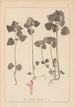 Herbier de la flore française Pl0828 - Louis Antoine Cusin — Ansicht des Kunstwerks
