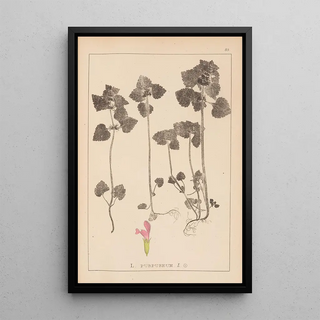 Louis Antoine Cusin - Herbier de la flore franaise Pl0828.webp