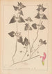Herbier de la flore française Pl0829 - Louis Antoine Cusin — Ansicht des Kunstwerks