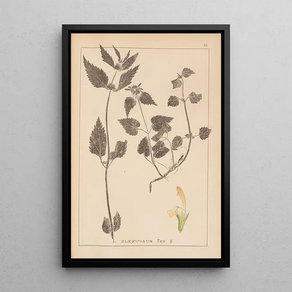Louis Antoine Cusin - Herbier de la flore franaise Pl0831.webp