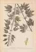 Herbier de la flore française Pl0833 - Louis Antoine Cusin — Ansicht des Kunstwerks
