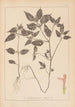 Herbier de la flore française Pl0841 - Louis Antoine Cusin — Ansicht des Kunstwerks