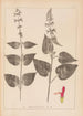 Herbier de la flore française Pl0847 - Louis Antoine Cusin — Ansicht des Kunstwerks