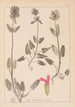 Herbier de la flore française Pl0861 - Louis Antoine Cusin — Ansicht des Kunstwerks