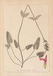 Herbier de la flore française Pl0862 - Louis Antoine Cusin — Ansicht des Kunstwerks