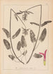 Herbier de la flore française Pl0863 - Louis Antoine Cusin — Ansicht des Kunstwerks