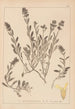 Herbier de la flore française Pl0873 - Louis Antoine Cusin — Ansicht des Kunstwerks